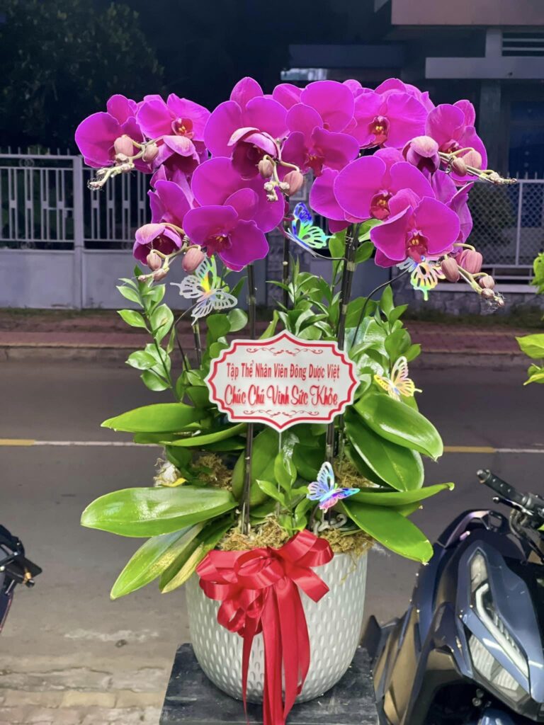 chậu lan hồ điệp tại Mỹ Tho
